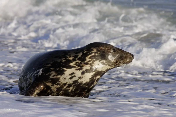 Phoque Gris Femelle Dans Les Vagues Plage Halichoerus Grypus — Photo