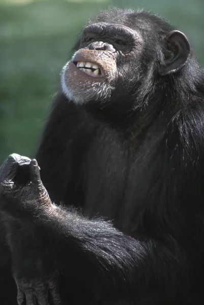 Chimpanzé chimpanzé ao ar livre — Fotografia de Stock