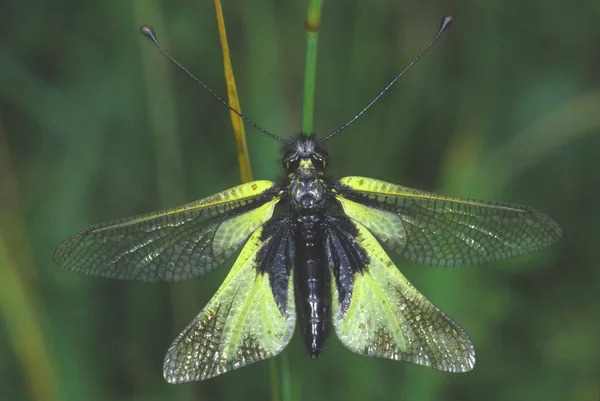 ファラオ ワシフクロウ アスカラポス Libelluloides のクローズ アップ — ストック写真