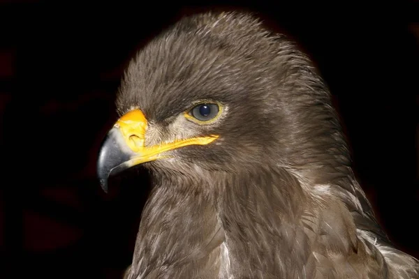 Aquila Pomarina Kuş Headshot Fotoğraf — Stok fotoğraf