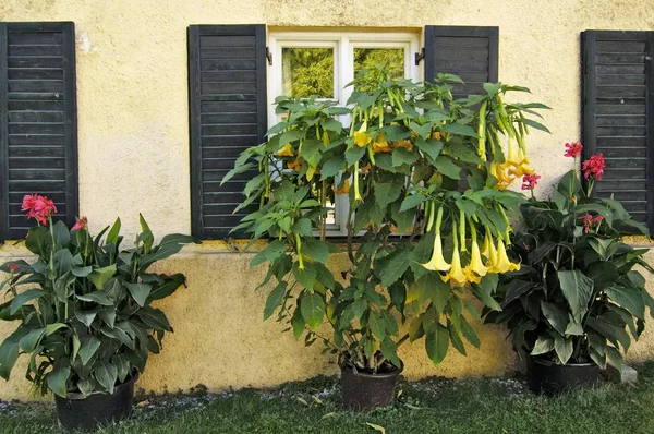 엔젤의 트럼펫 Brugmansia — 스톡 사진