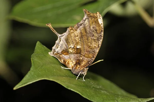 Vlinder Consul Fabius Kekrops Costa Rica Noord Amerika — Stockfoto