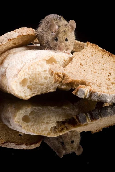 Hausmaus Muskulus Musculus Mit Brot — Stockfoto