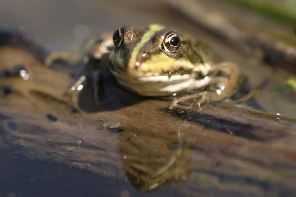 Aanmeren Kikker Rana Arvalis Vijverwater — Stockfoto