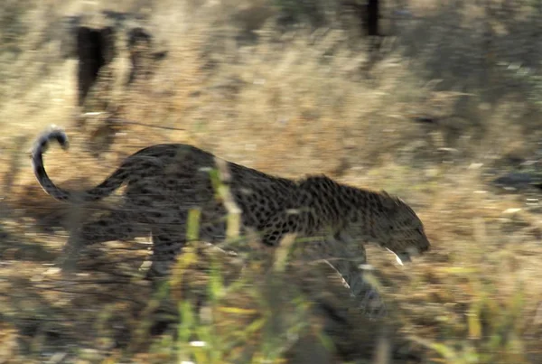 Leopardo Panthera Pardus Passeando Pela Grama Alta Namíbia — Fotografia de Stock