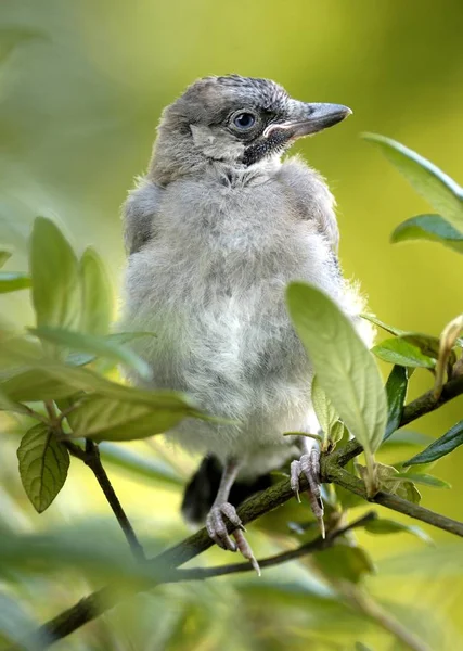 年轻的欧亚鸦 Garrulus Glandarius 鸟在树上 — 图库照片