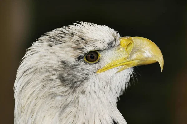 Águila Calva Haliaeetus Leucocephalus Ave — Foto de Stock