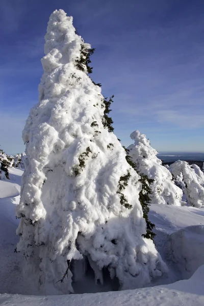 Ramitas cubiertas de nieve en el bosque de invierno — Foto de Stock