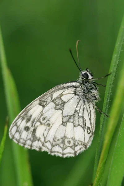 Melanargia Galathea Butterfly Green Grass — Stock Photo, Image