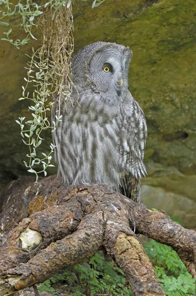 Großer grauer Eule-Vogel — Stockfoto