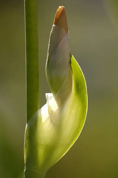Iris Ίριδας Germanica Μπουμπούκι — Φωτογραφία Αρχείου