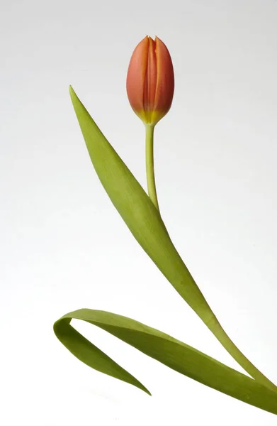 하나의 향기로운 오렌지 Tulipa — 스톡 사진
