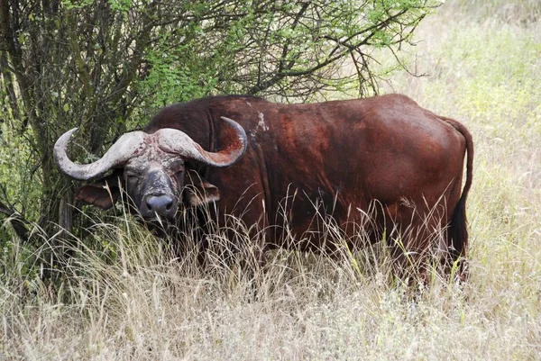 Cape Buffalo Syncerus Caffer Tjuren Naturen — Stockfoto