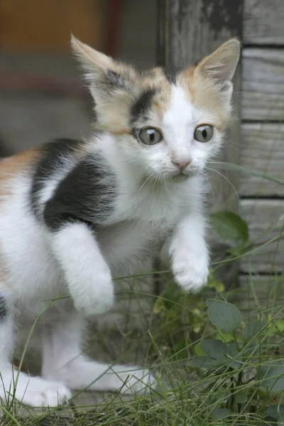 Söt Liten Kattunge Katt Utomhus — Stockfoto