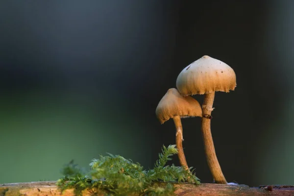 Setas Mycena Creciendo Tiro Cerca — Foto de Stock