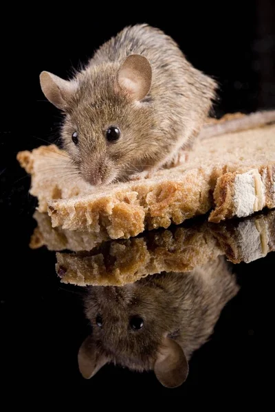 パンの家マウス ハツカネズミ — ストック写真