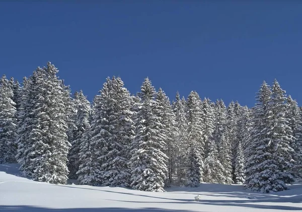 Ramoscelli innevati nella foresta invernale — Foto Stock