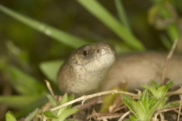 Blindworm Anguis Fragilis Snake Outdoors Grass — Stock Photo, Image