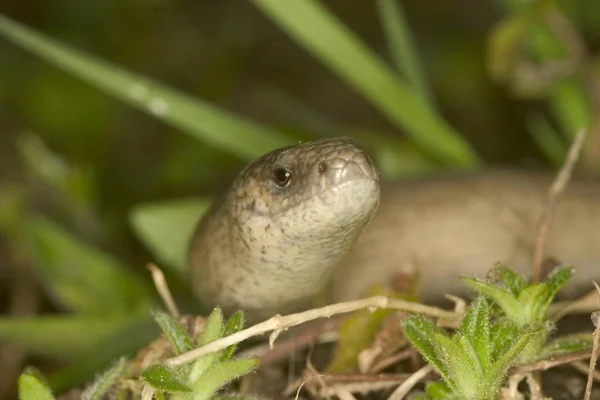 Blindworm Anguis Fragilis ヘビ草の中の屋外 — ストック写真