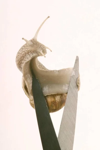 Ślimak Winniczek Linneusza Nożyczkami — Zdjęcie stockowe