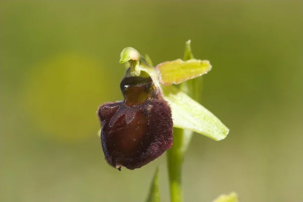 Las Especies Ophrys Que Imitan Con Flor Forman Olor Insectos —  Fotos de Stock