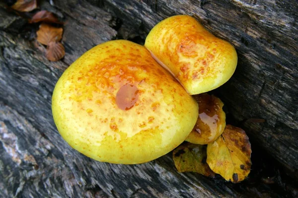 キノコの木に成長している Pholiota Adiposa — ストック写真