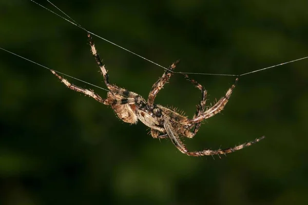 Děsivé Pavouka Araneus Wikidruzích — Stock fotografie