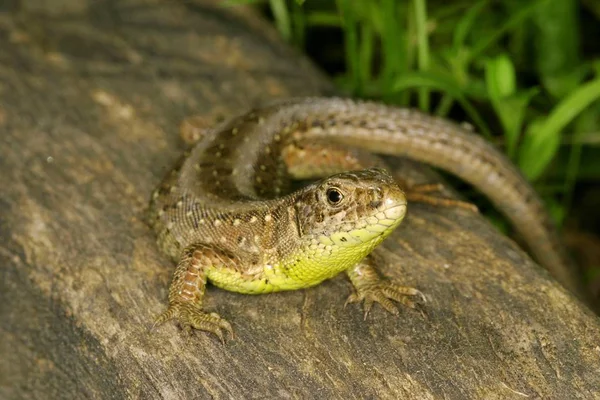 Gros Plan Lacerta Agilis Dans Nature — Photo