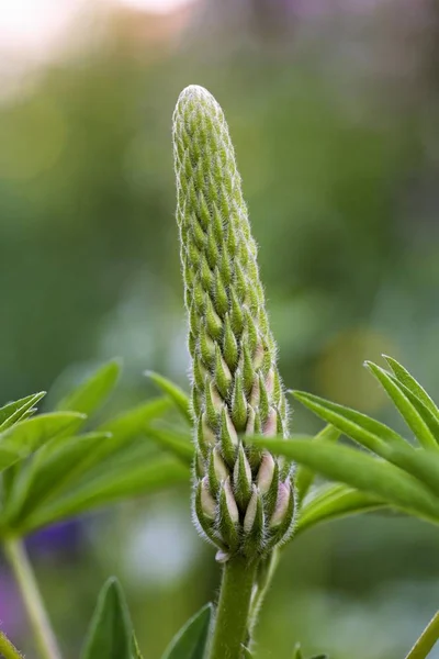 Flor Tremoço Lupinus Angustifolius Alemanha — Fotografia de Stock