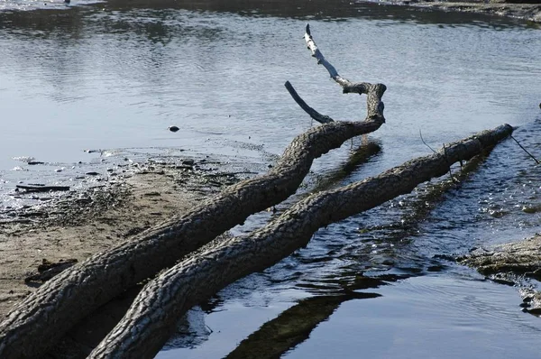 Suda Kurutulmuş Ölü Odun — Stok fotoğraf