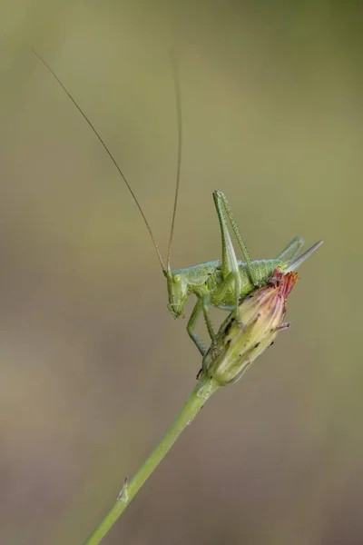 Great Green Bush Kriket Tettigonia Viridissima — Stok Foto