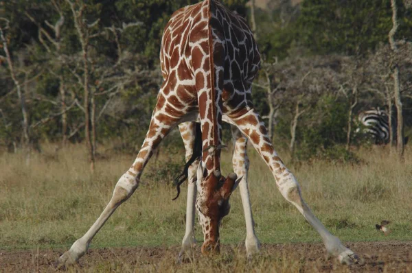 ソマリアのキリンは キリンはカンを飲む — ストック写真