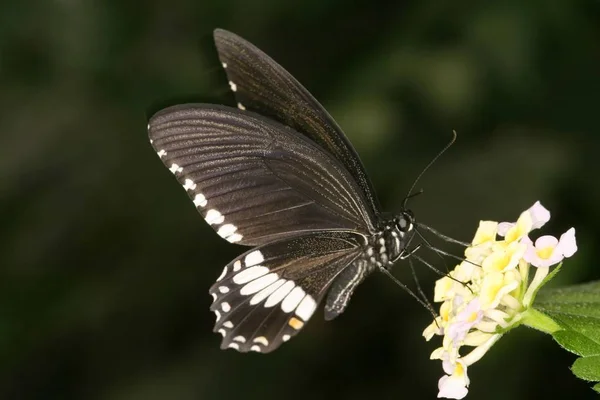 Бабочка Papilio Polites Сидящая Летнем Цветке — стоковое фото