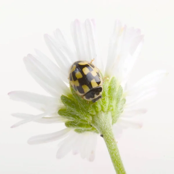 Een Close Van Propylaea Quatuordecimpunctata Bekijken — Stockfoto