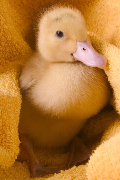 Young Duck Bath Towel — Stock Photo, Image
