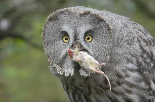 大きな灰色のフクロウ鳥 — ストック写真