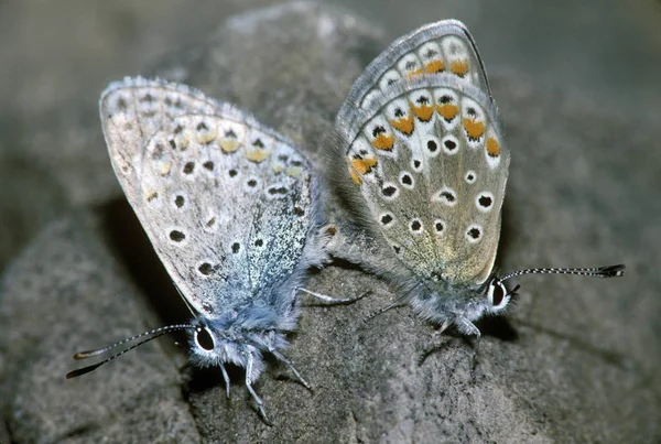 Common Blue Butterflies Couple Mating Polyommatus Icarus — Stock Photo, Image