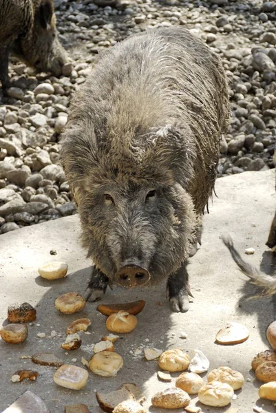 Alimentação Suínos Selvagens Com Pão — Fotografia de Stock