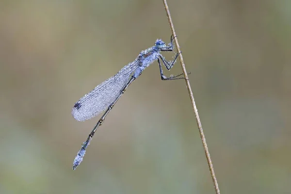 Close Emerald Damselfly Lestes Sponsa — Stock Photo, Image