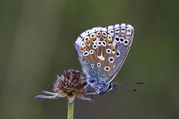 Gewöhnlicher Blauer Schmetterling — Stockfoto