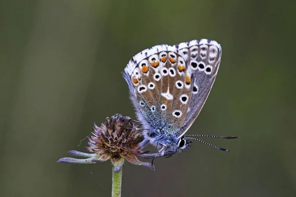 Papillon bleu commun — Photo