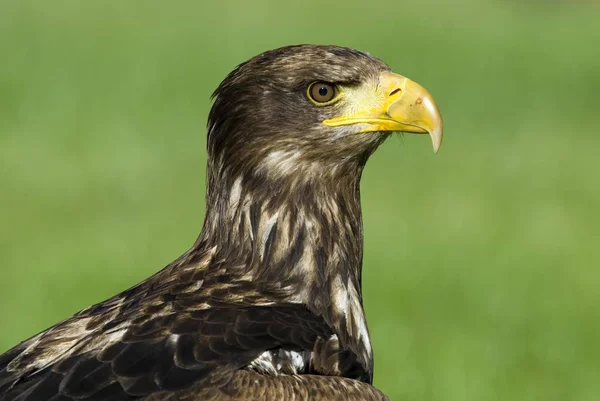 Águia Haliaeetus Albicilla Close Retrato Cabeça — Fotografia de Stock