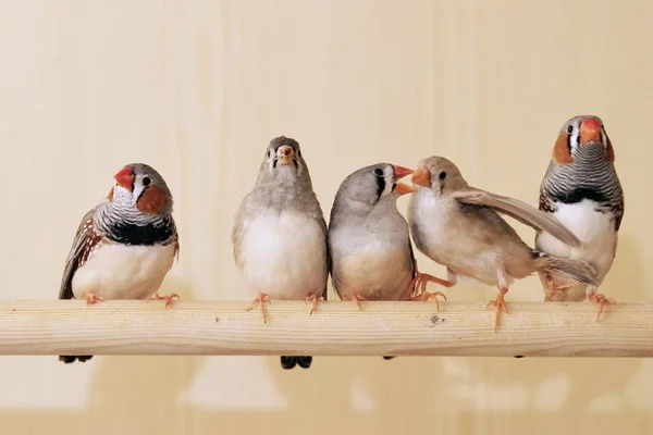 Diamands Mandarijnen Een Vogelkooi — Stockfoto