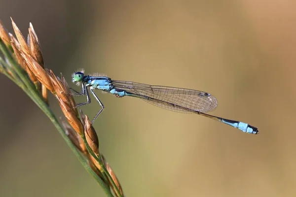 Damselfly Cauda Azul Ischnura Elegans Uma Lâmina Grama — Fotografia de Stock