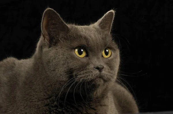 Britânico Shorthair Cat Portrait Estúdio Olhando Para Longe — Fotografia de Stock
