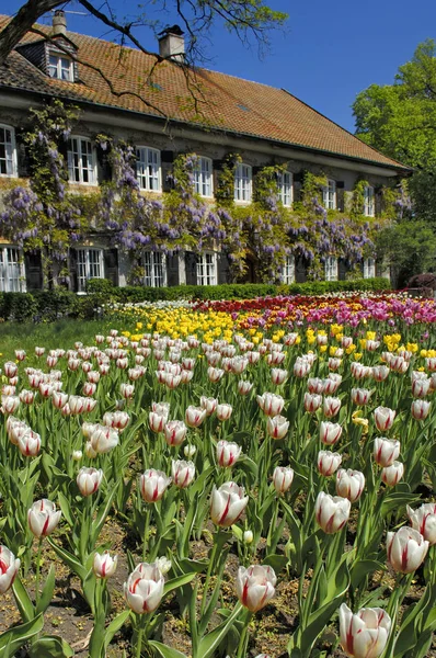 Trädgård Med Tulpaner Blommor Nära Hus Bayern Tyskland Europa — Stockfoto