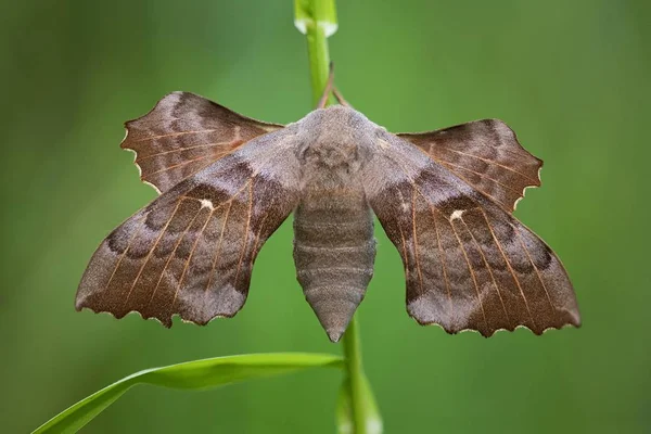 Detailní Záběr Topolu Hawk Moth Laothoe Populi — Stock fotografie
