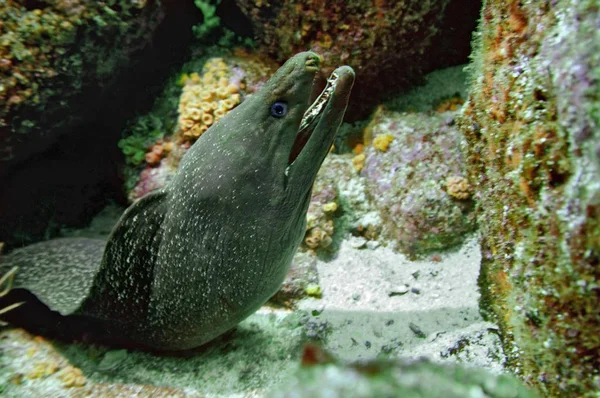 Giant Muray Gymnothorax Javanicus Isla Seymour Norte Galápagos Ecuador Océano —  Fotos de Stock