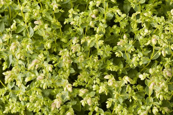 Daun Hijau Oregano Origanum Vulgare Compactum — Stok Foto