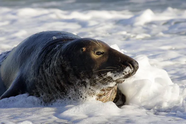 Male Gray Seal Waves Beach Halichoerus Grypus — Stock Photo, Image